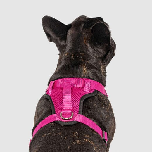 Canada Pooch Core Water-Resistant Everything Mesh Dog Harness
