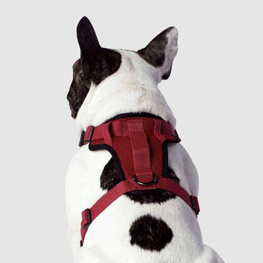 Canada Pooch Core Water-Resistant Everything Mesh Dog Harness