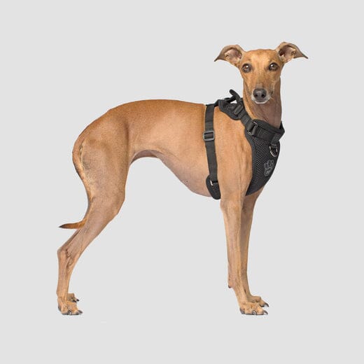 Canada Pooch Core Water-Resistant Everything Mesh Dog Harness