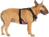 Canada Pooch Water-Resistent Everything Dog Harness