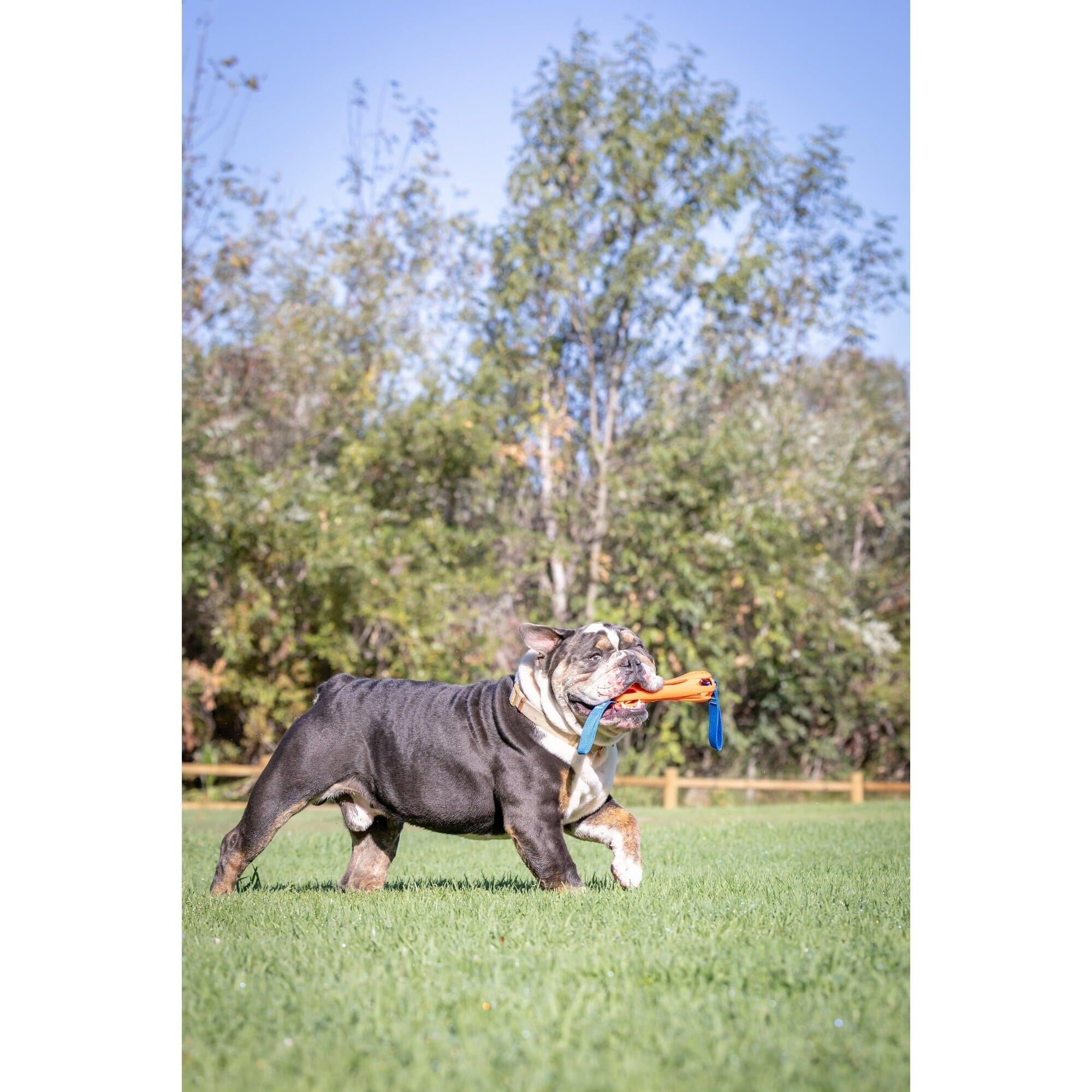 Chuckit! Breathe Right Air-Fetch Bumper Fetch and Tug Rope and Rubber Dog Toy