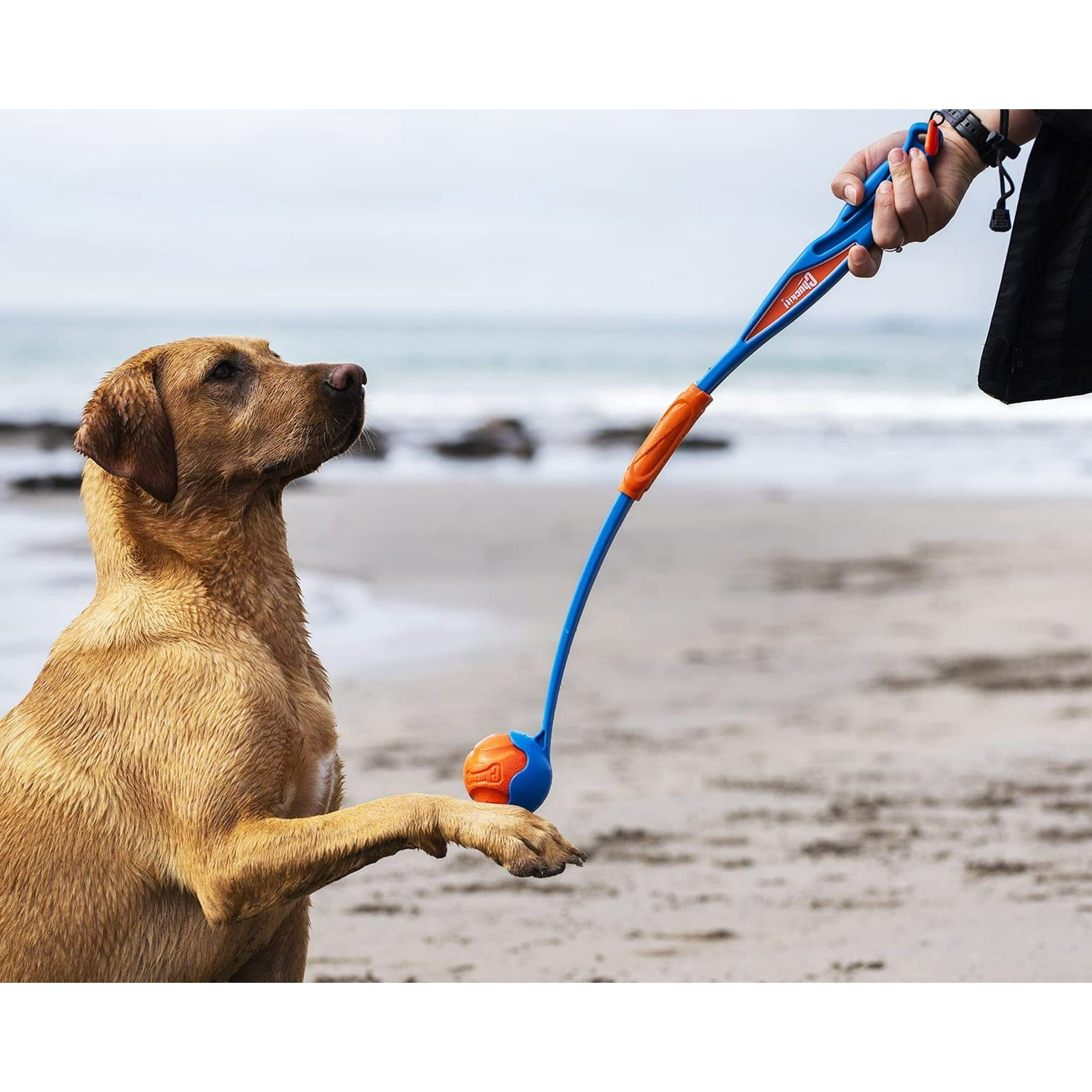 Chuckit! Petmate Fetch & Fold Ball Launcher with 2.5 Inch Diameter Ball Interactive Dog Toy