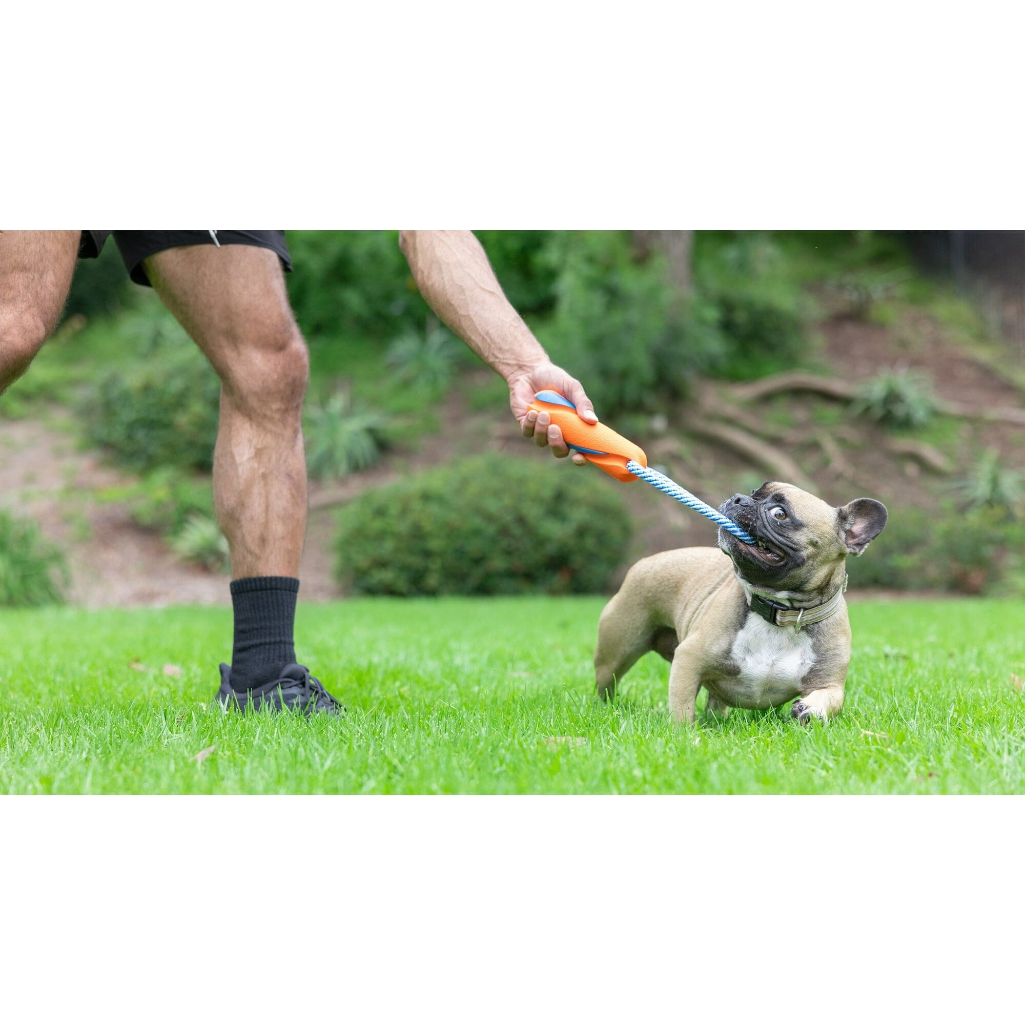 Chuckit! Ultra-Bumper Tug and Fetch Rope and Rubber Dog Toy