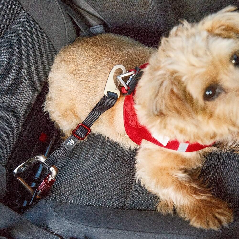 Curli Car Safety Dog Belt - Black - Large  