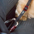 Curli Car Safety Dog Belt - Black - Small  