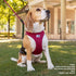 Curli Clasp Mesh Vest Dog Harness - Brown - XXXS  