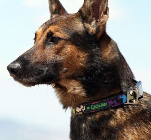 Cycle Dog Regular Earth-Friendly Dog Collar - Flower - Medium  