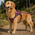 Dog Helios ® 'Journey Wander' Chest Compressive Sporty Adjustable Dog Harness and Leash