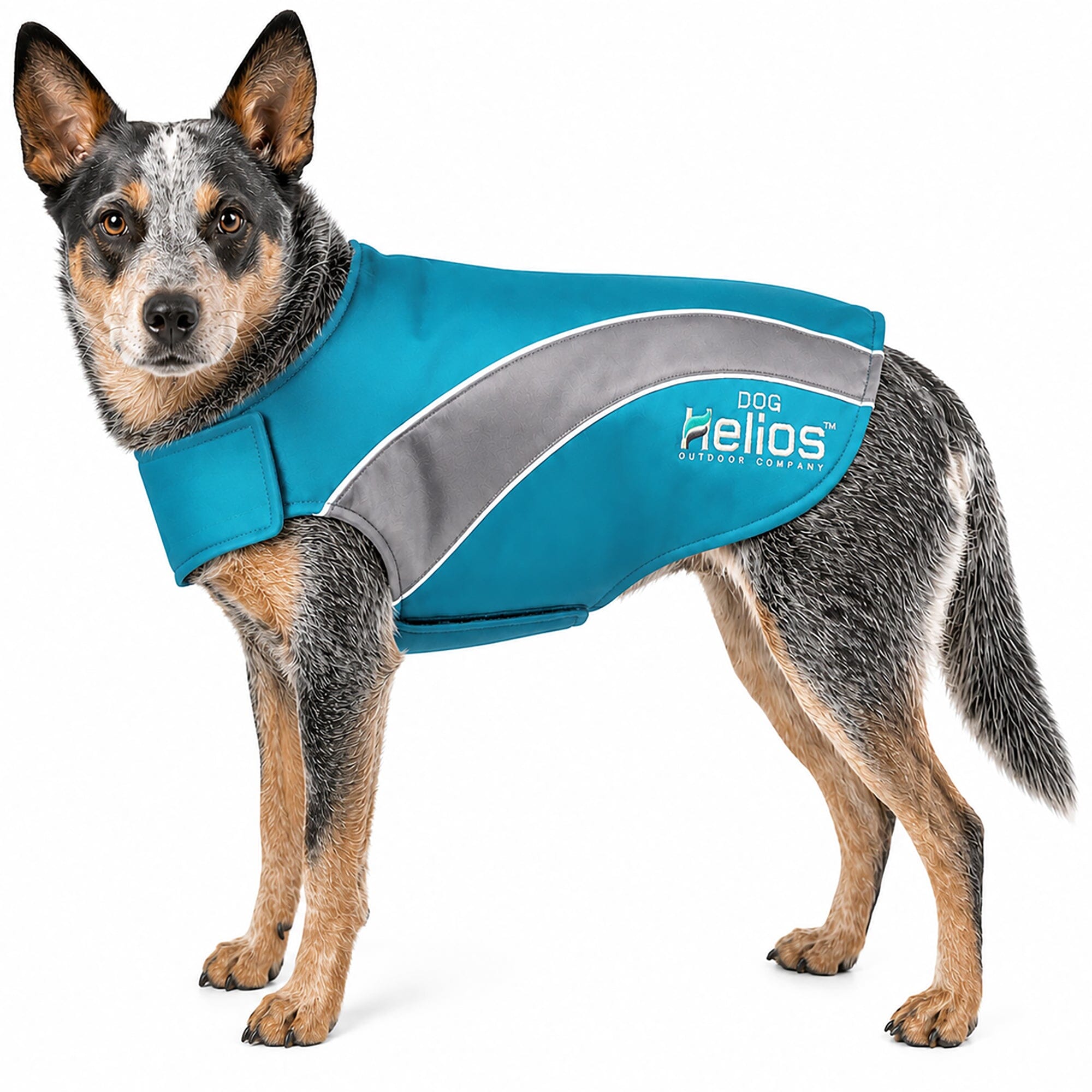 Dog Helios ® Octane Reflective Soft-Shell Neoprene Performance Dog Coat X-Small Blue, Grey
