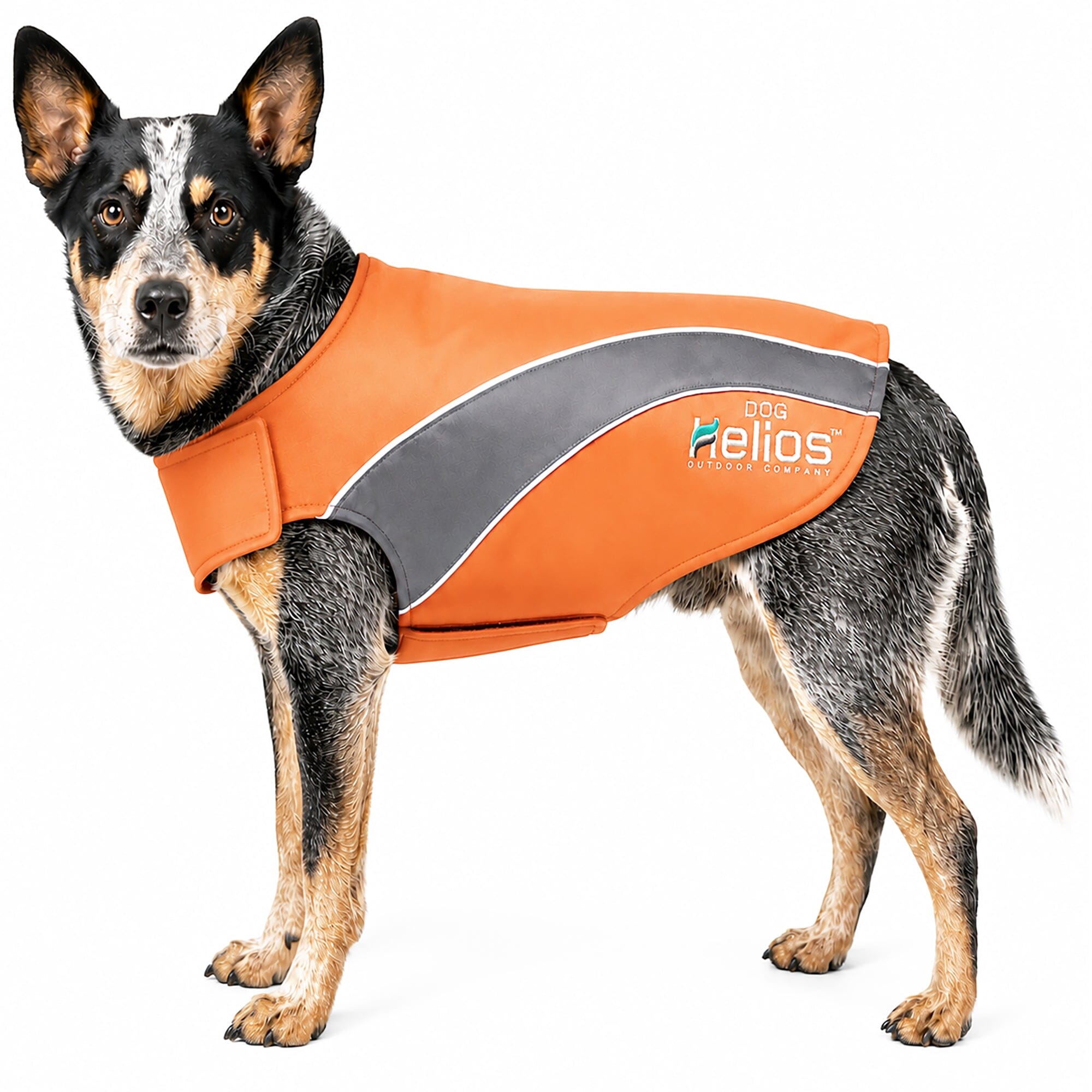 Dog Helios ® Octane Reflective Soft-Shell Neoprene Performance Dog Coat X-Small Orange, Grey