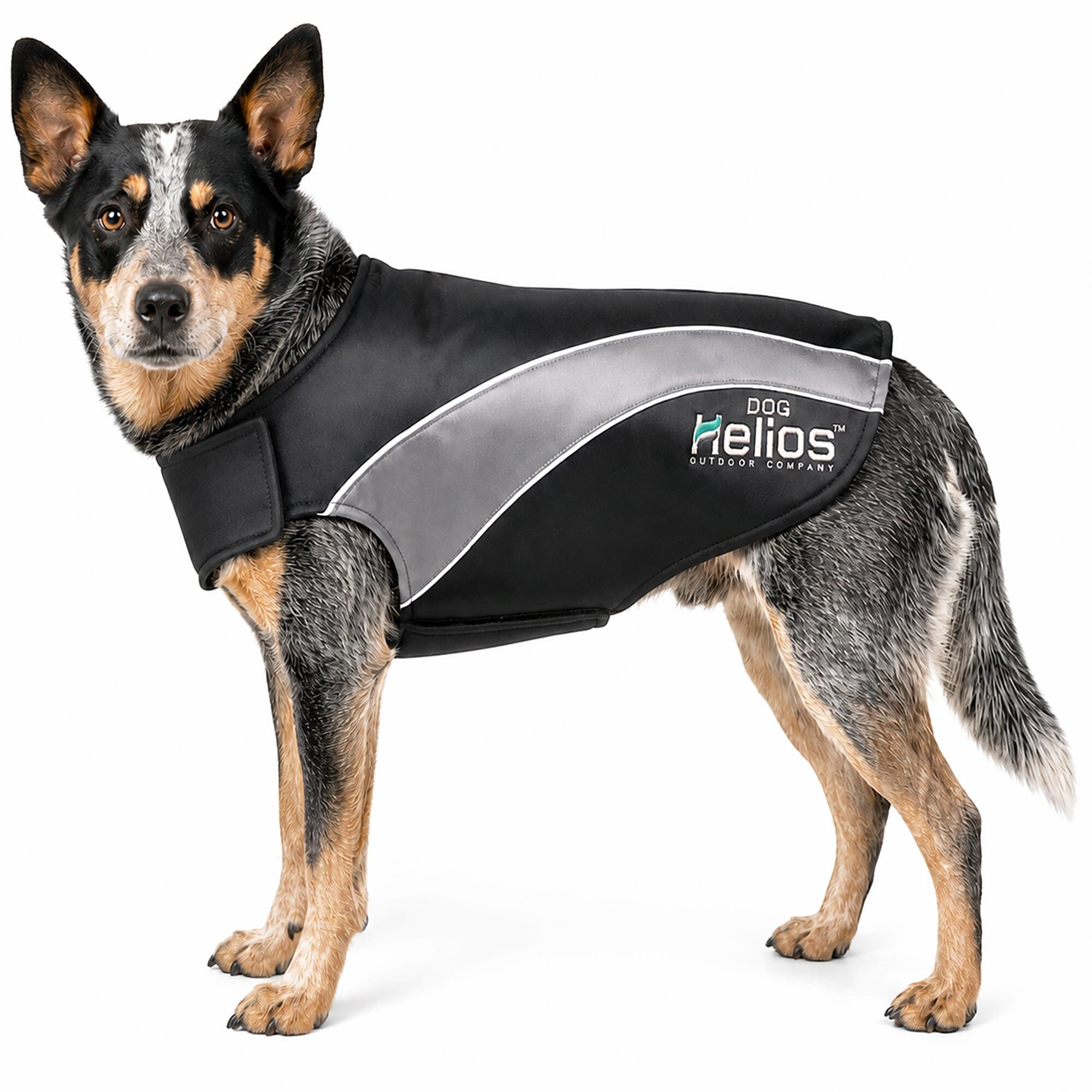 Dog Helios ® Octane Reflective Soft-Shell Neoprene Performance Dog Coat X-Small Black, Grey