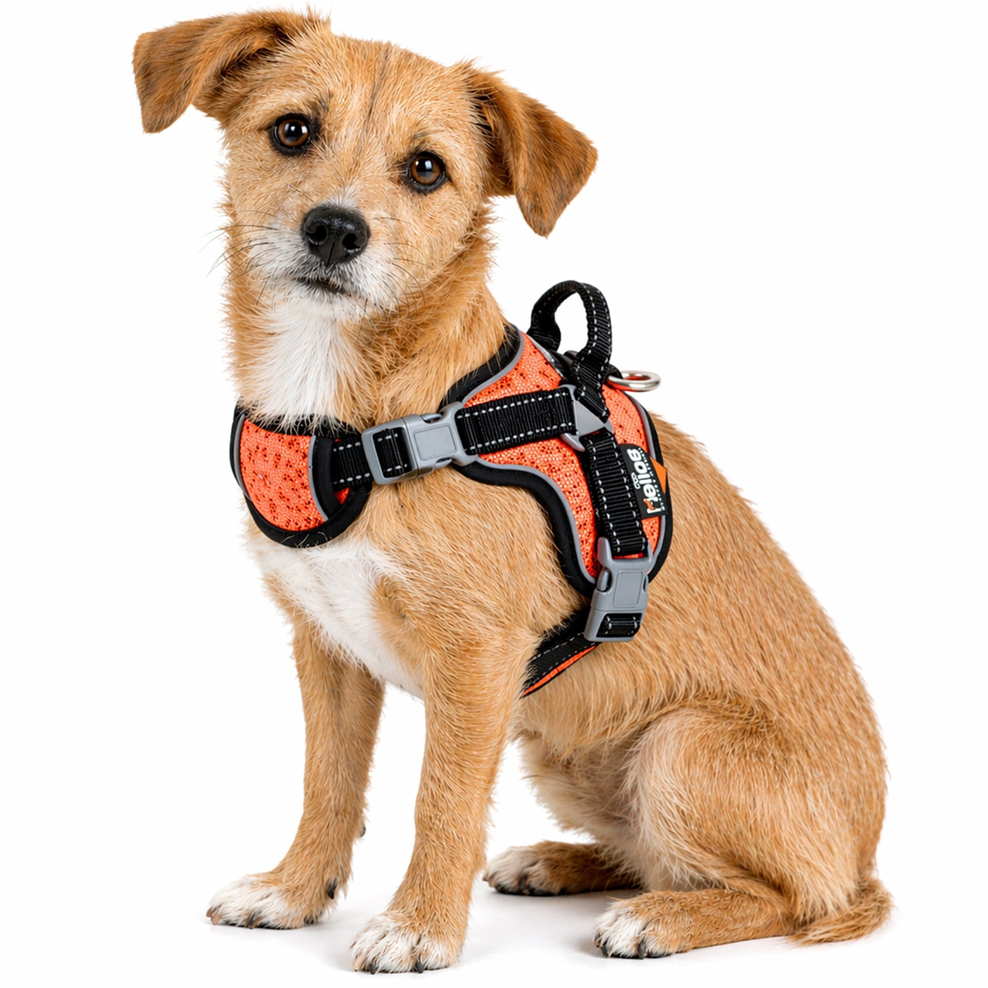 Dog Helios ® 'Scorpion' Sporty High-Performance Free-Range Dog Harness Orange Small