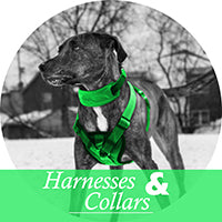 dog harnesses collars and leashes