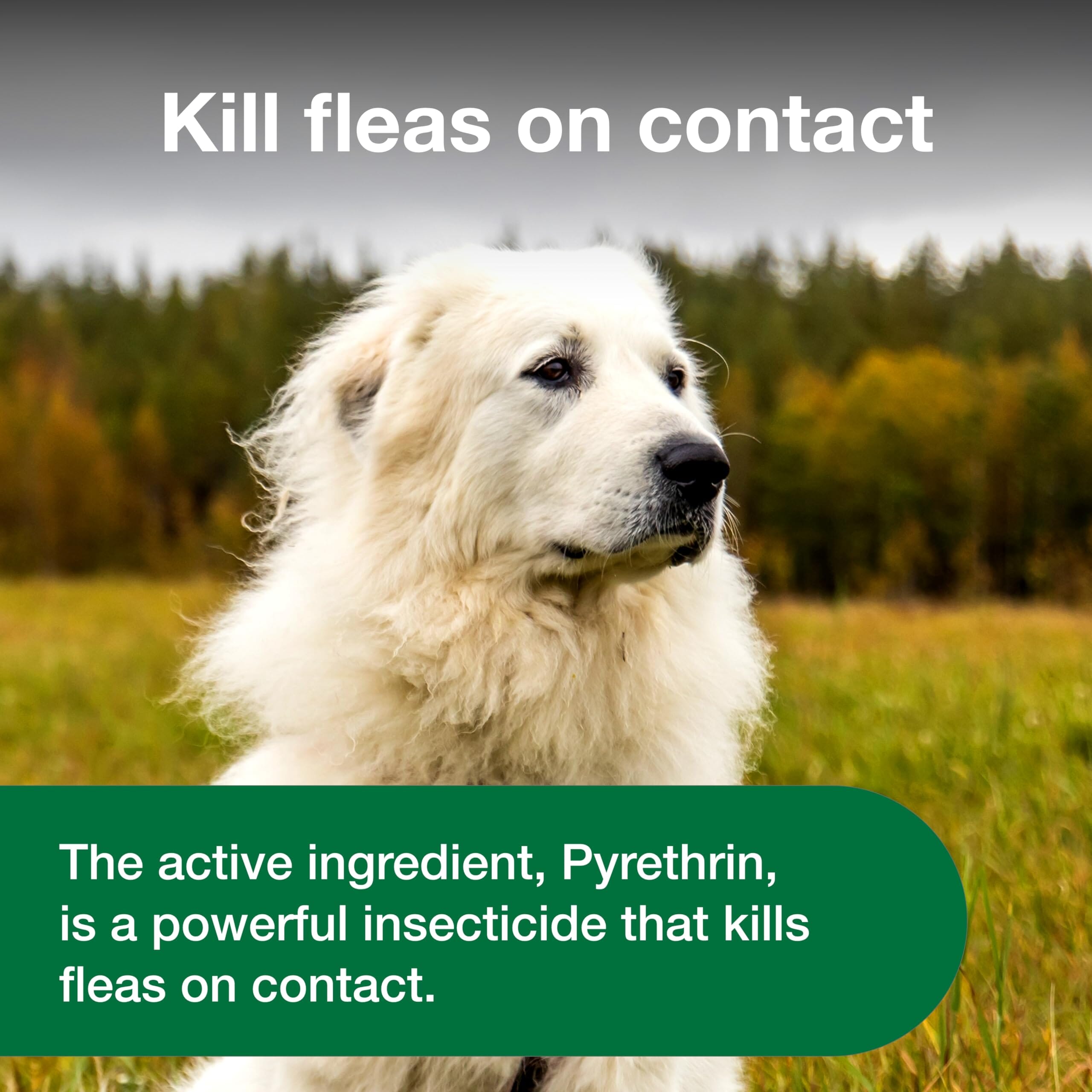 Elanco Advantage Flea and Tick Dog Spray for Adults and Puppies over 6 Months