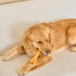 Ethical SPOT Bam-Bones Dino Bone Peanut Butter Flavored Bamboo and Nylon Chew Dog Toy - 7.25 Inch