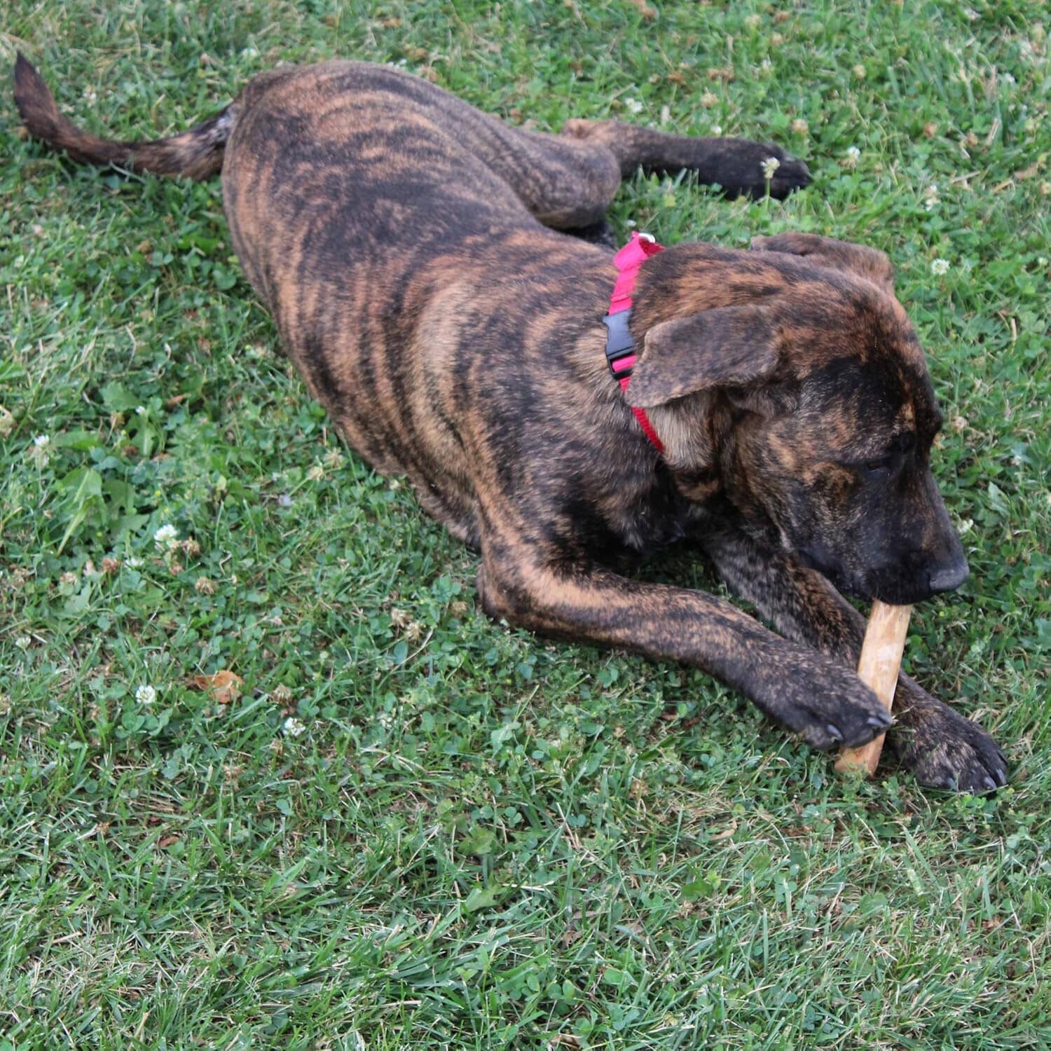 Ethical SPOT Love The Earth 100% Natural Coffee Wood Chew Dog Toy