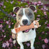 Ethical SPOT Skinneeez Stuffing-Free Beaver Racoon Stretch and Squeak Dog Toy