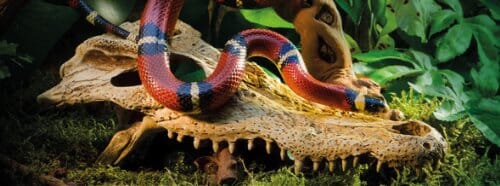 Exo Terra Crocodile Skull Terrarium Décor 