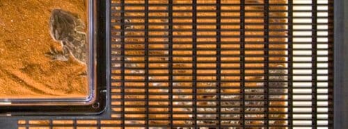 Exo Terra Faunarium Flat Home Plastic Reptile Quarantine Transporting Terrarium - Large - L:18 X W:12 X H:6.5 Inches