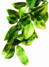 Exo Terra Jungle Mandarin Plastic Reptile Terrarium Plant Small