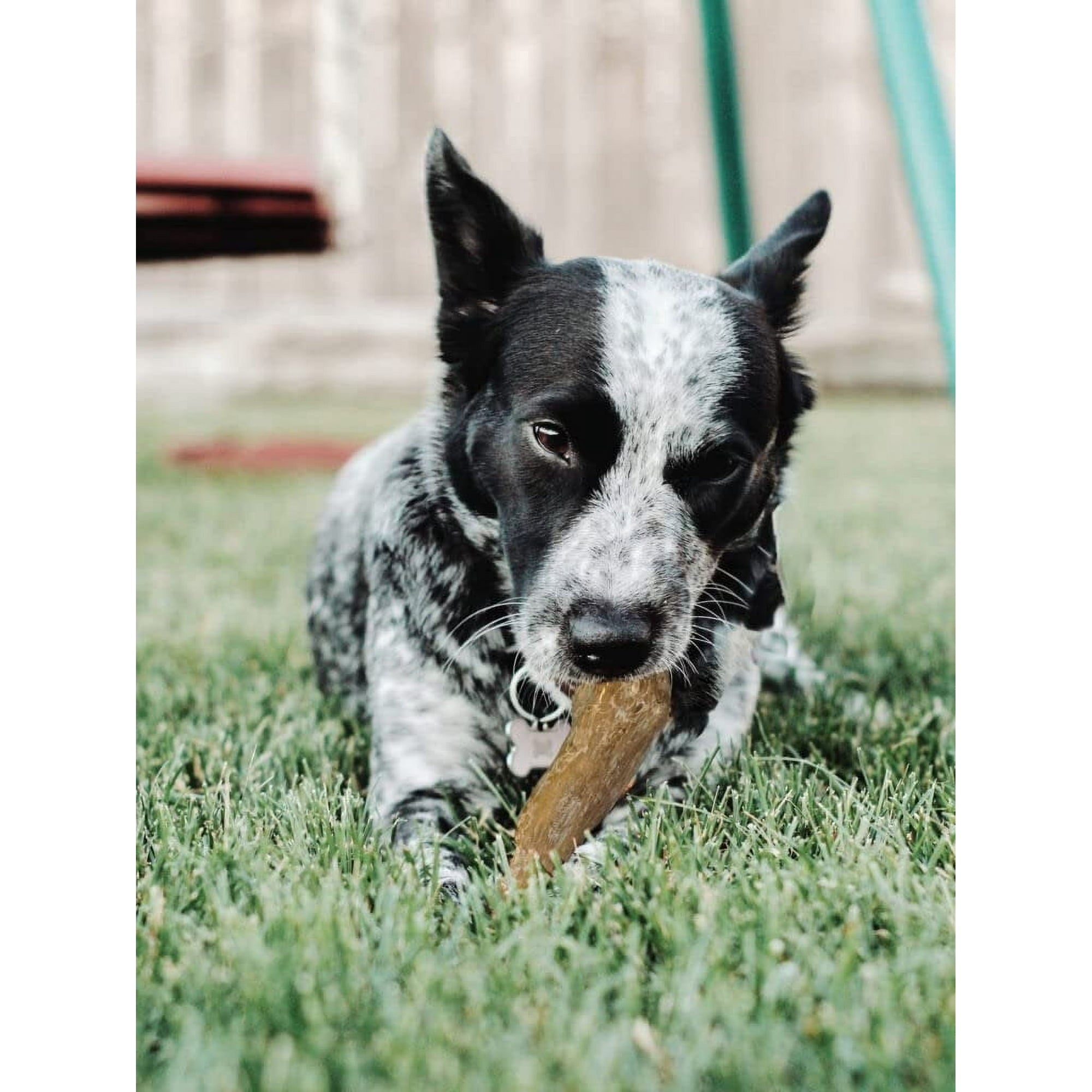 Ethical SPOT Love The Earth 100% Natural Coffee Wood Chew Dog Toy - Extra Large