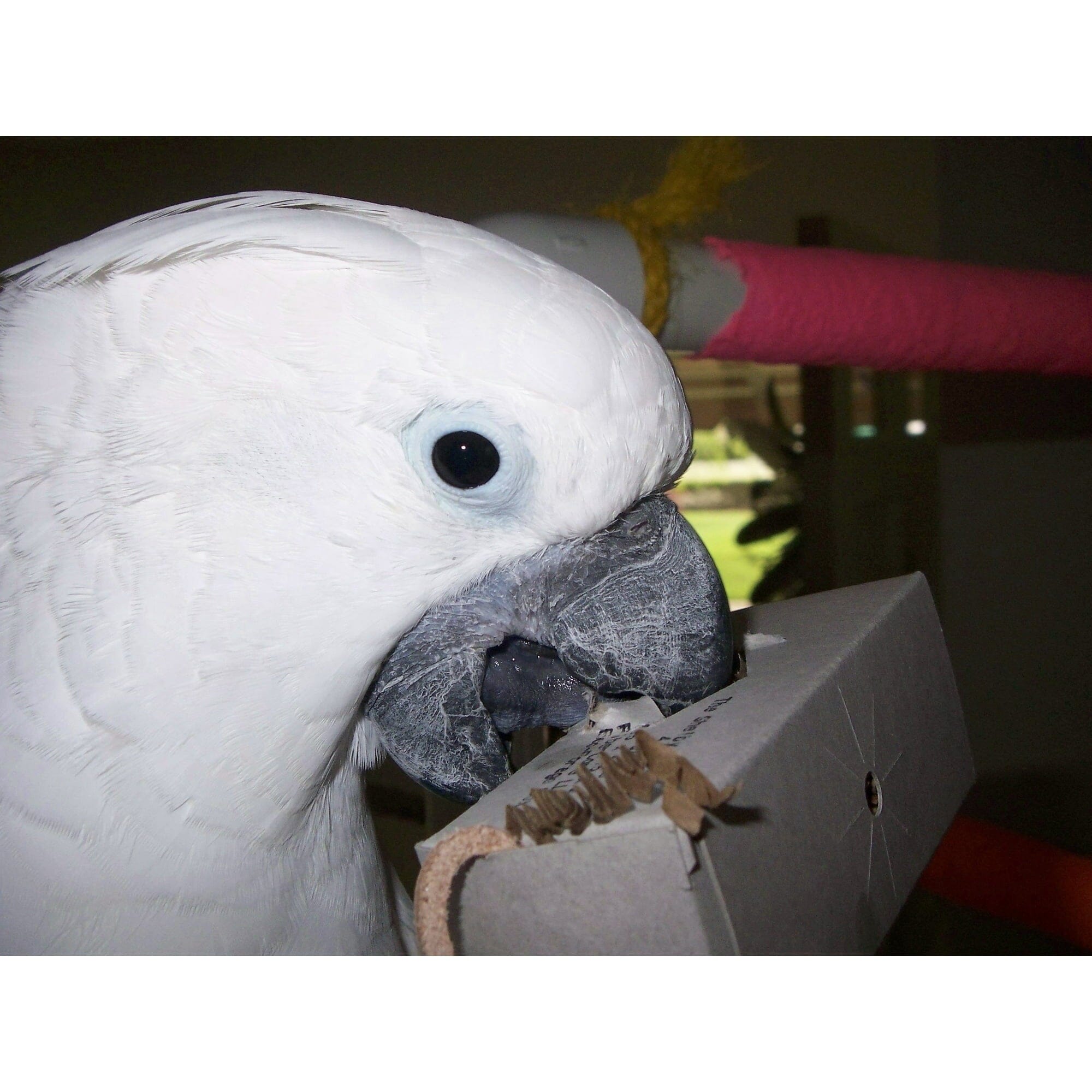 Fibercore Foraging Pack Eco Paper Bird and Small Animal Bedding