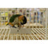 Fibercore Foraging Pack Eco Paper Bird and Small Animal Bedding