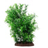 Fluval AquaLife Green Helzine Plastic Plant Aquarium Décor - 8 Inch Default Title