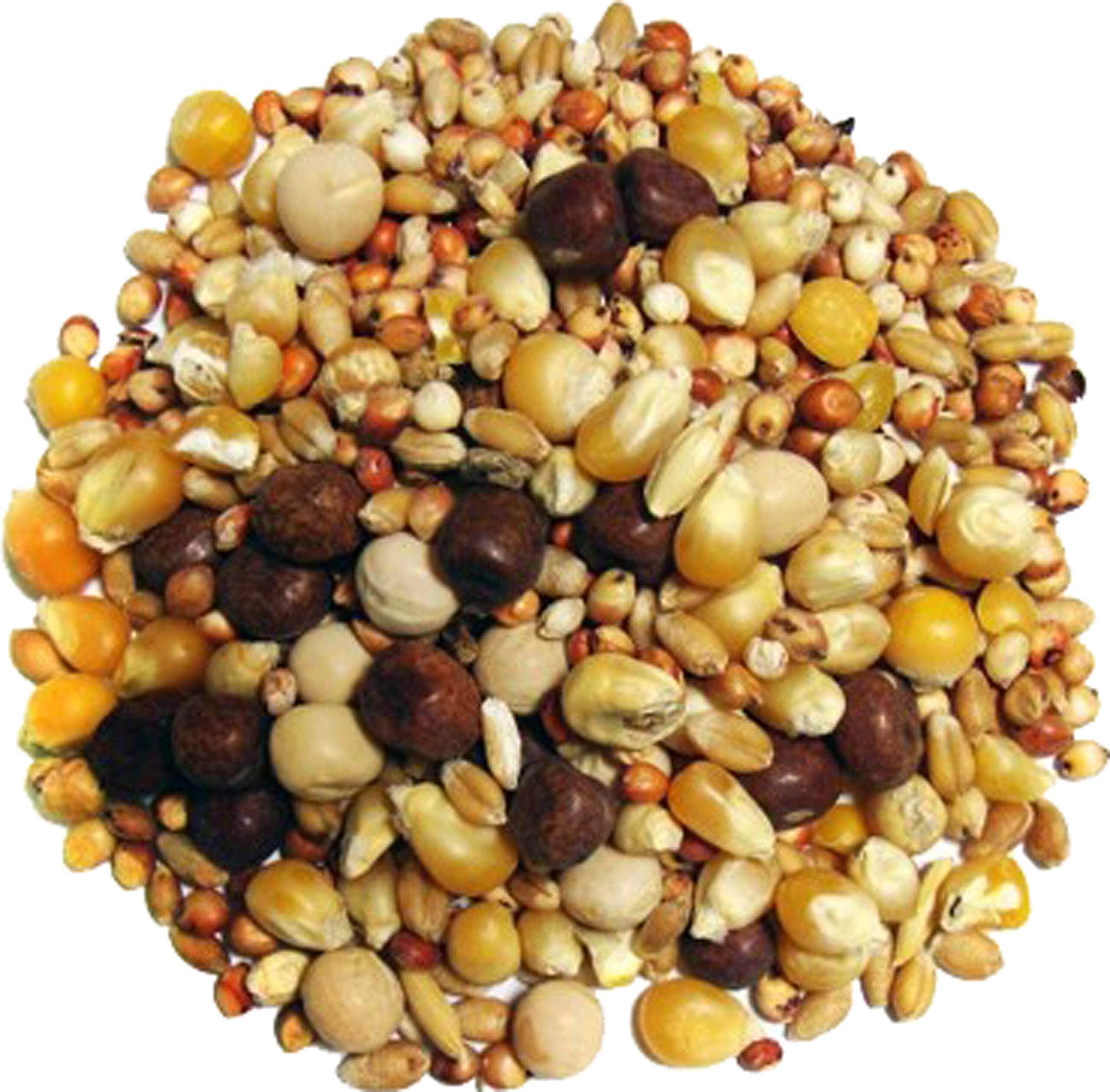 F.M. Brown's Breeder Small Corn Pigeon Wild Bird Food - 50 Lbs Default Title