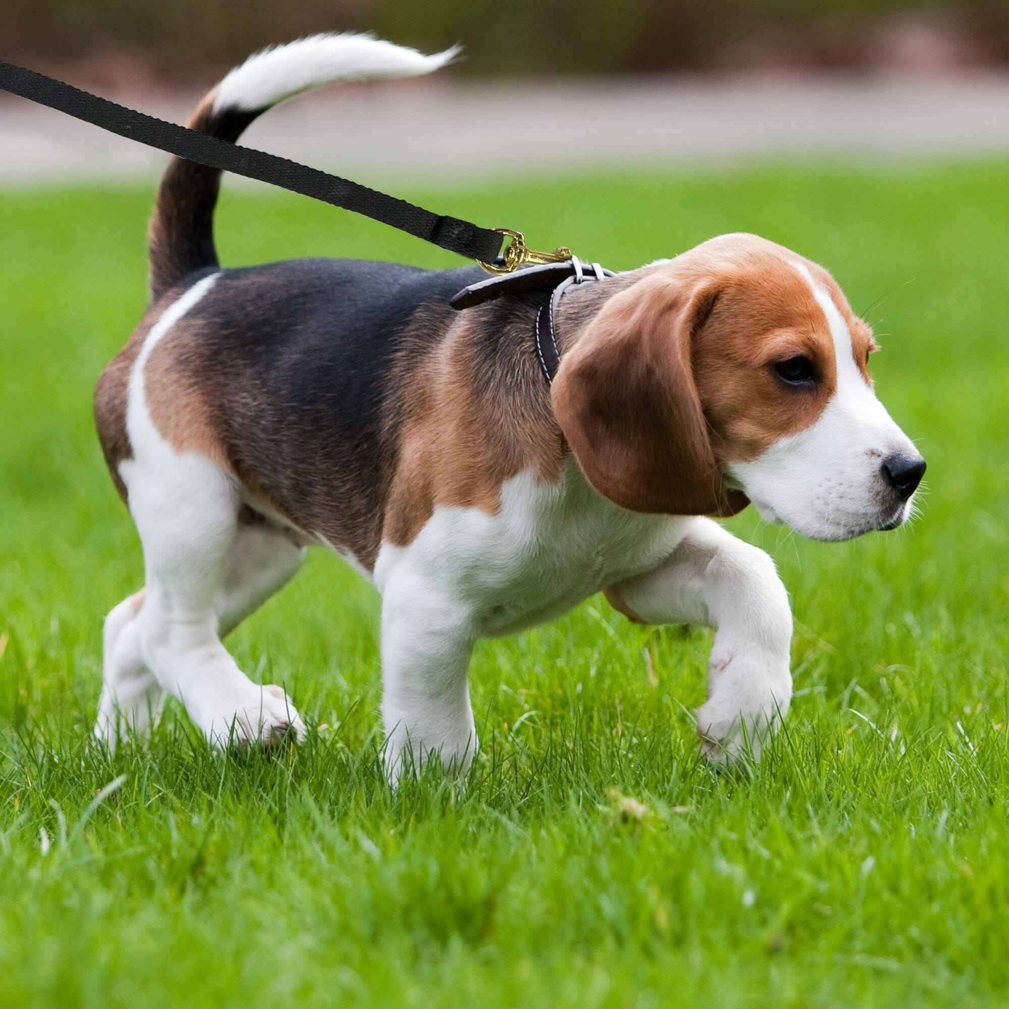 Four Paws Cotton Web Training Dog Lead Leash - Black
