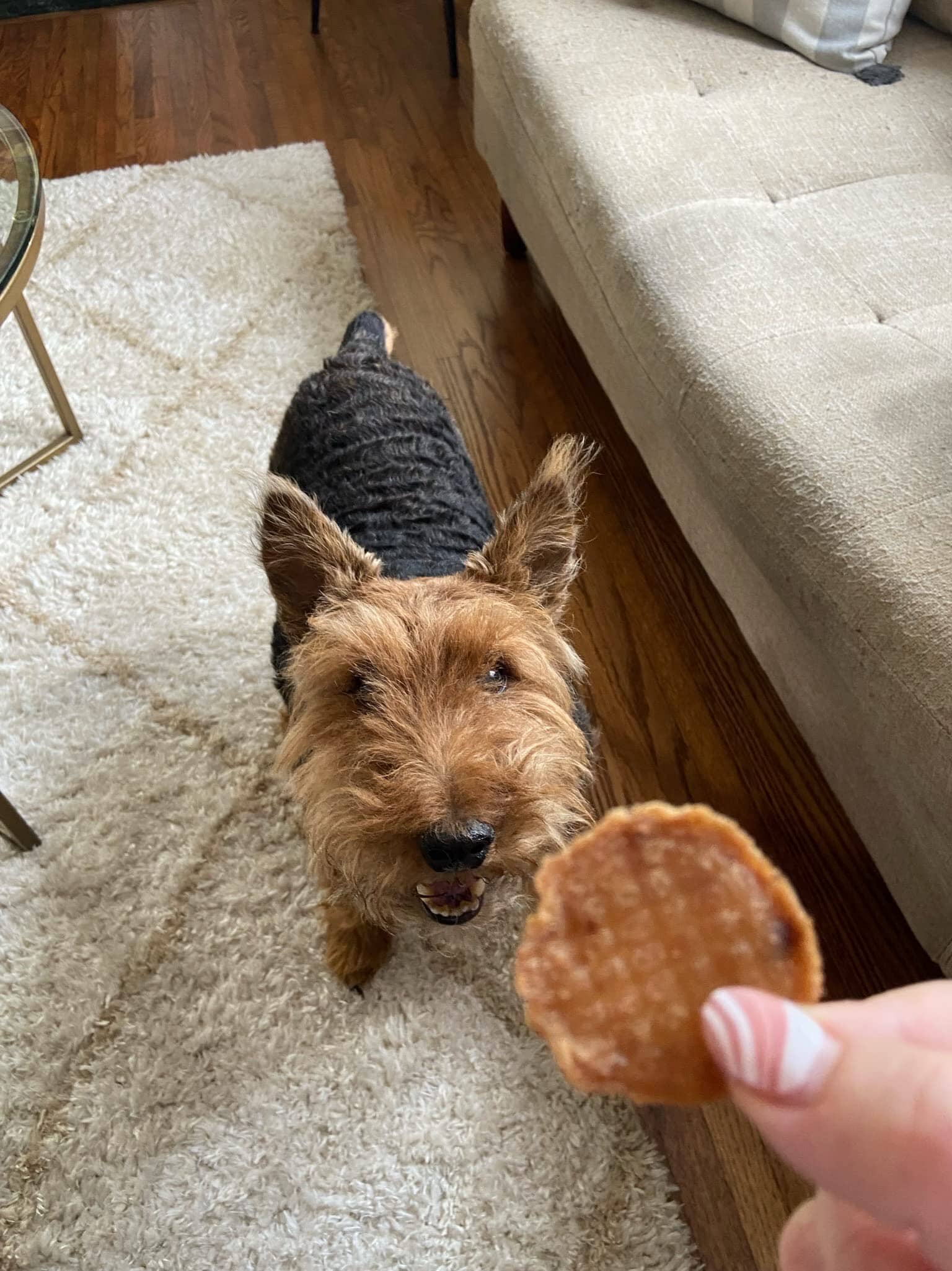 Green Coast Pet Pork Loin Crispy and Crunchy Dog Treats  