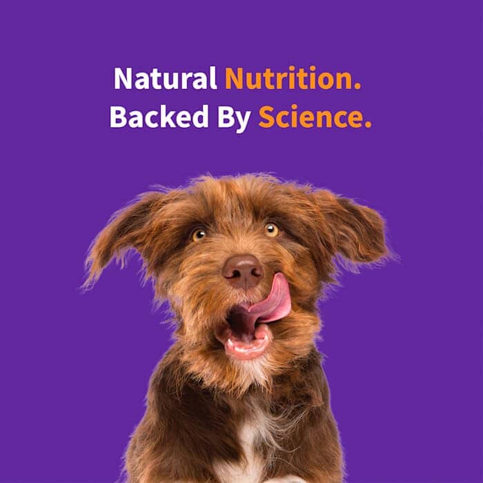 Halo Pets Elevate Healthy Grains Chicken Recipe Puppy Dry Dog Food - 20 Lbs  