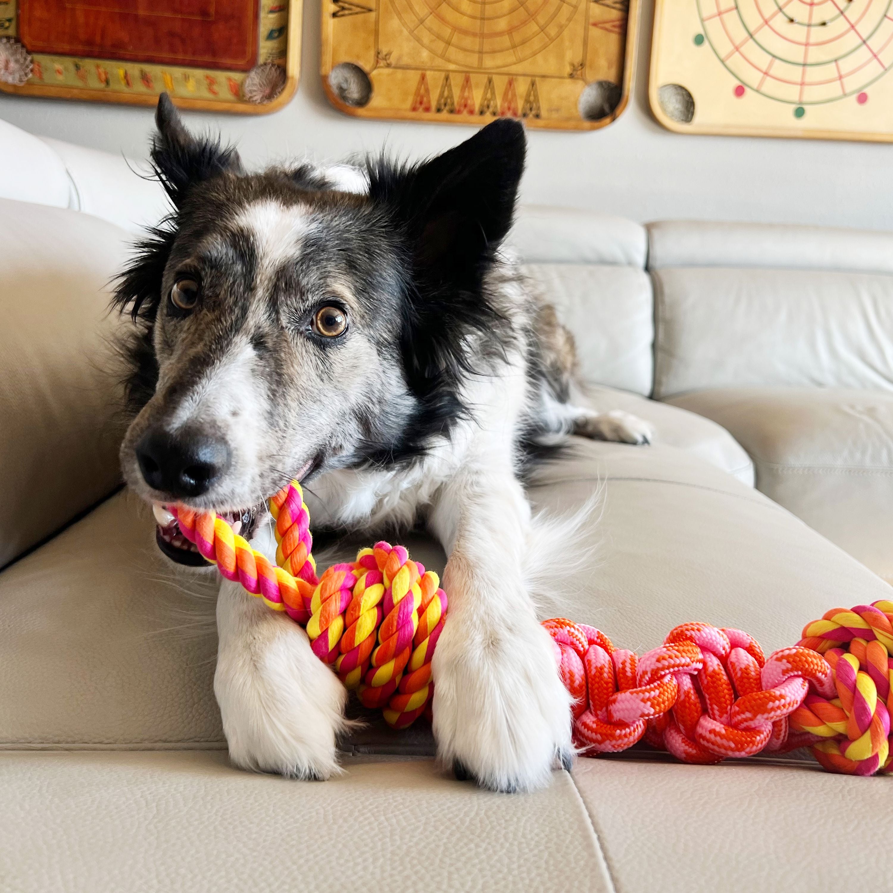 Kong Bunji Elastic Stretchy Rope Dog Toy - Assorted - Medium