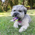 Kong CrunchAir Crunchy-Sound Making Fetch Tennis Ball Dog Toy - Medium