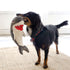 Kong Cuteseas Rufflez Shark Squeak and Plush Dog Toy - Medium