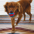 Kong Jaxx Brights Tug with Ball Rubber and Rope Dog Toy - Medium  