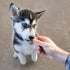 Kong Salmon Bites Soft and Chewy Dog Treats - Mini - 5 Oz  
