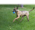 Kong Ultra SqueakAir Ball Tennis and Rubber Fetch Dog Toy - Large  