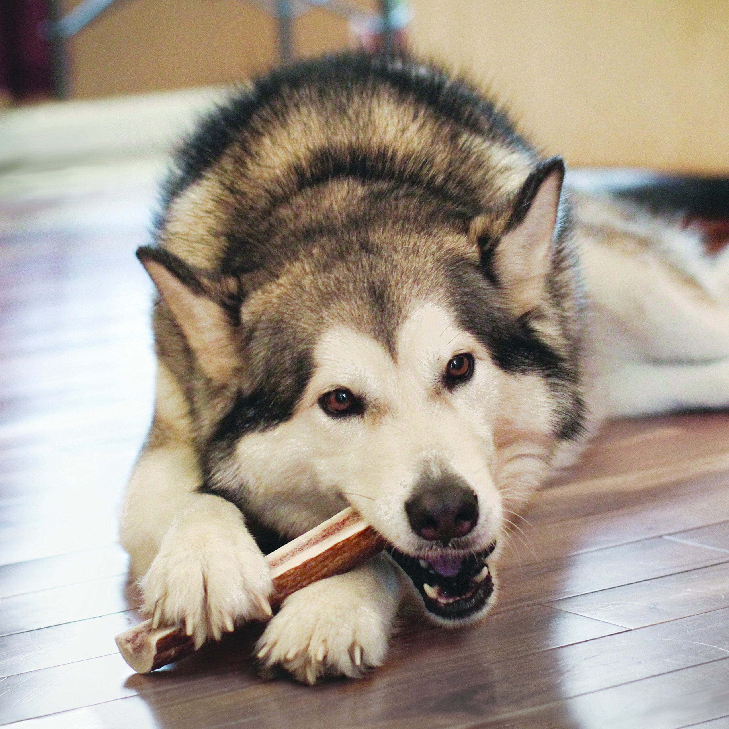 Kong Whole Wild Antler Natural Dog Chew - Small  
