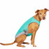 Canada Pooch Chill Seaker Wet Reveal Cooling Dog Vest - Smiley Green