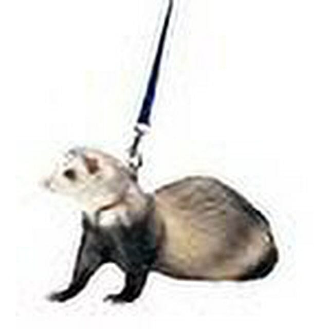 Marshall Ferret Harness and Leash Set - Royal Blue Default Title