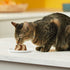 Meow-Mix Tasty Layers Swirled Chicken and Tuna Pate Wet Cat Food Trays - 2.75 Oz - 12 Pack
