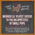 Merrick Grain-Free Lil' Plates Dinner Duo Beef and Chicken Small-Breed Wet Dog Food Trays - Variety Pack - 3.5 Oz - Case of 12