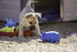Multipet Globlets Pig High-Pitch Squeaking Latex Dog Toy - Assorted - 9" Inches  