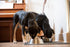 Nulo Freestyle Grain-Free Trim Healthy Weight Cod and Lentils Adult Dry Dog Food