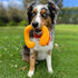 Nylabone C-Shuu Creative Play Lightweight and Squishy Stretching Floating Fetch Dog Toy - Small