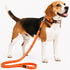 Pet Life ® 'Advent' Outdoor Series 3M Reflective 2-in-1 Durable Martingale Training Dog Leash and Collar Orange Small