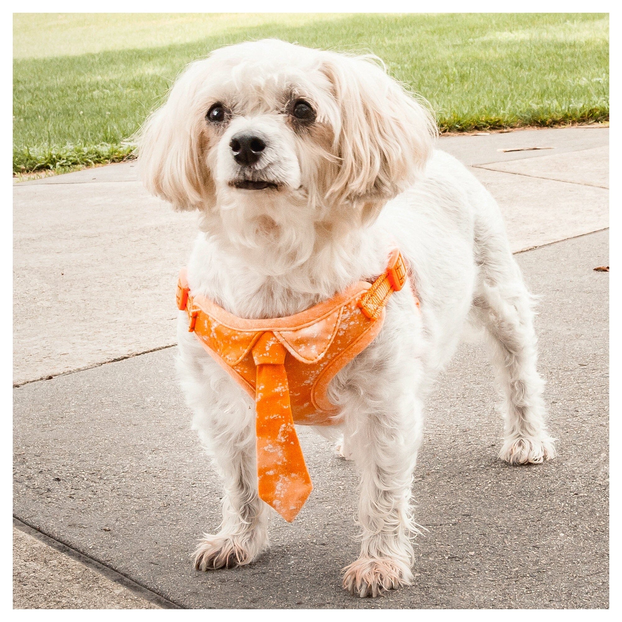 Pet Life ® 'Bonatied' Mesh Reversed Adjustable Fashion Dog Harness W/ Designer Neck Tie