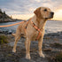 Pet Life ® 'Escapade' Outdoor Series 2-in-1 Convertible Dog Leash and Harness