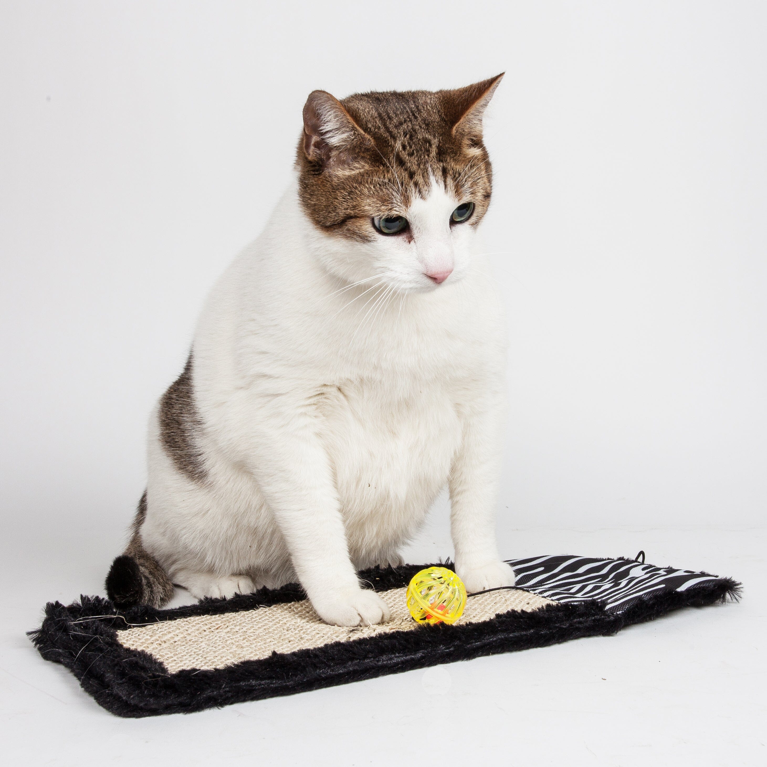 Pet Life ® Hanging Carpet Cat Scratcher Lounger and Cat Toy - 2 Piece Set
